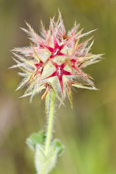 Trefoil (Trifolium stellatum) — Stock Photo, Image