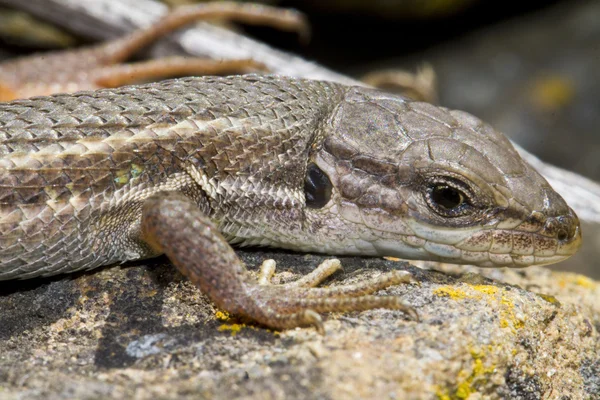 Gyík nagy psammodromus (psammodromus algirus) — Stock Fotó