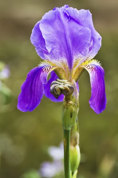 Flor de iris alemana —  Fotos de Stock