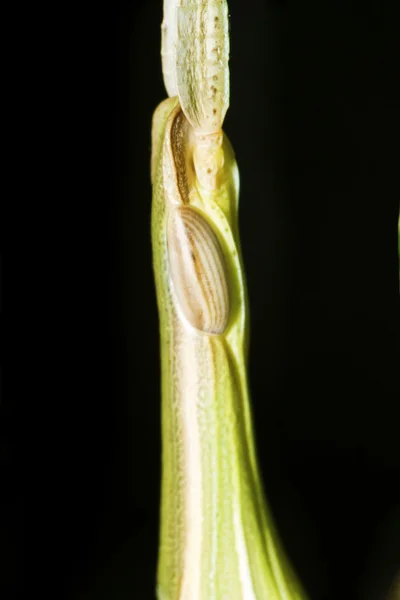 Truxalis nasuta grasshopper — Stock Photo, Image