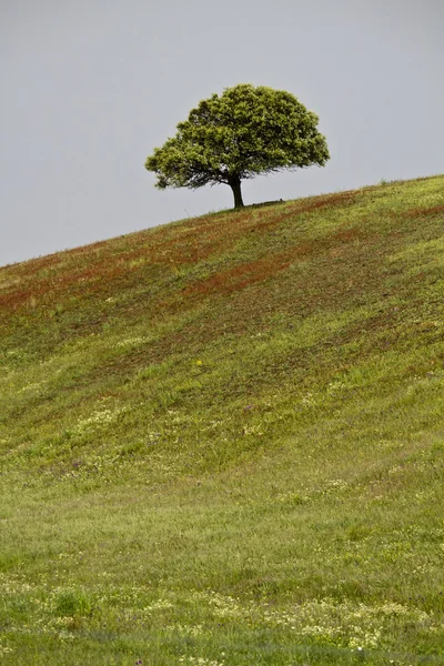 Lonely tree in hill — Stock Photo, Image