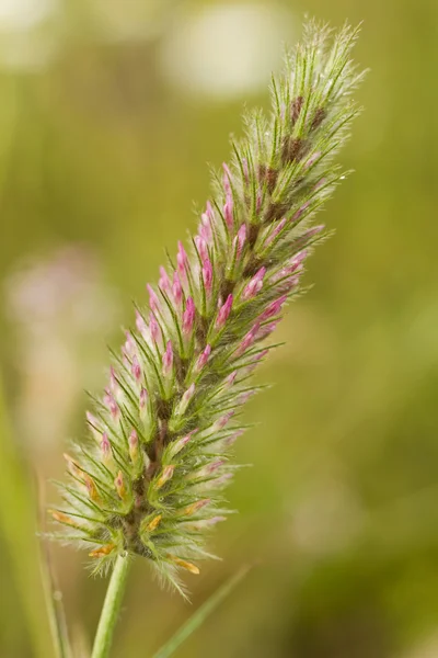 Trifolium flower — Stock Photo, Image