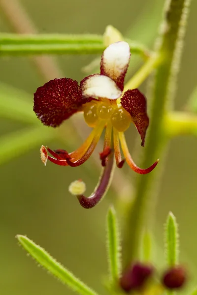 Cleome Violacea wildflower — Stock Photo, Image