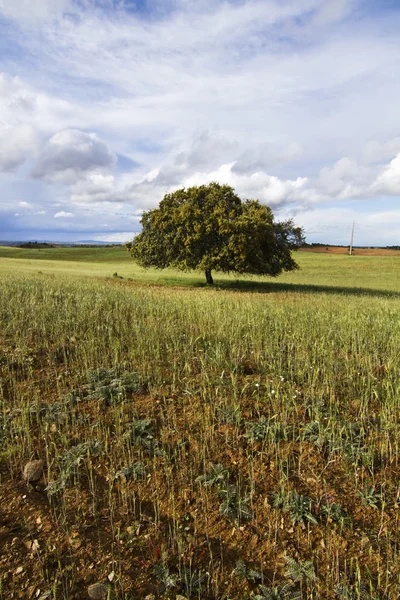 Wheat field with lonely tree — Stock Photo, Image