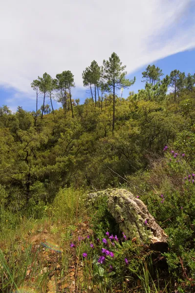 Floresta saudável — Fotografia de Stock