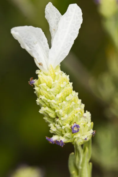 Lavanda (Lavandula pedunculata ) —  Fotos de Stock