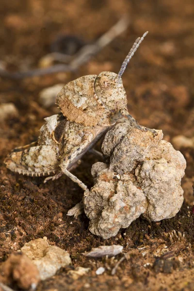 Gafanhoto (Ocnerodes fallaciosus ) — Fotografia de Stock