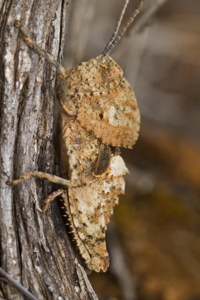 Grasshopper (Ocnerodes fallaciosus) — Stock Photo, Image