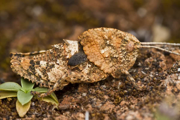 Grasshopper (Ocnerodes fallaciosus) — Stock Photo, Image