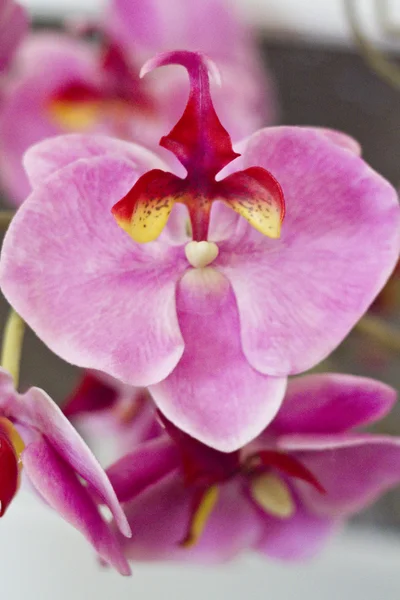 Beautiful pink orchid flower — Stock Photo, Image