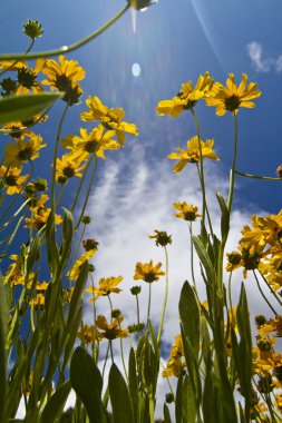 Güzel sarı çiçekler