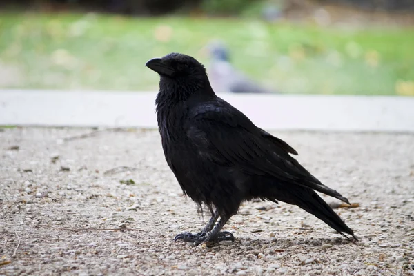 Lonely crow bird — Stock Photo, Image