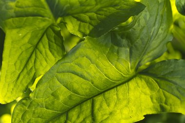 doğada büyük yaprak