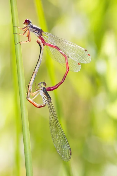 Duas pequenas Damselfly vermelho (Ceriagrion tenellum) acasalamento — Fotografia de Stock