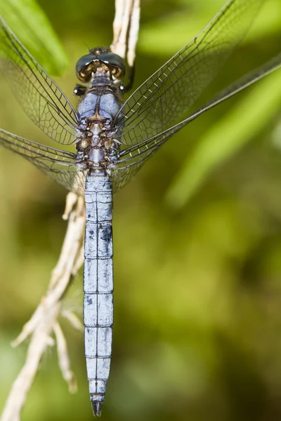 撇渣器肩章 (Orthetrum chrysostigma) — 图库照片