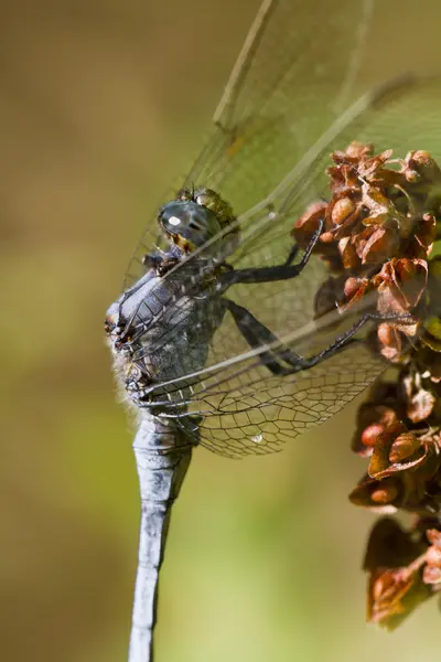 撇渣器肩章 (Orthetrum chrysostigma) — 图库照片