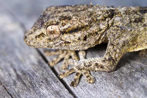 무어 도마뱀 (Tarentola mauritanica) — 스톡 사진