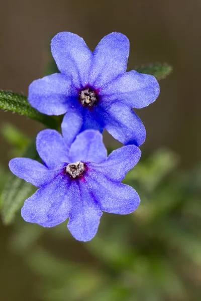 Blue Pimpernel (Anagallis arvensis subsp. foemina) — Stock Photo, Image