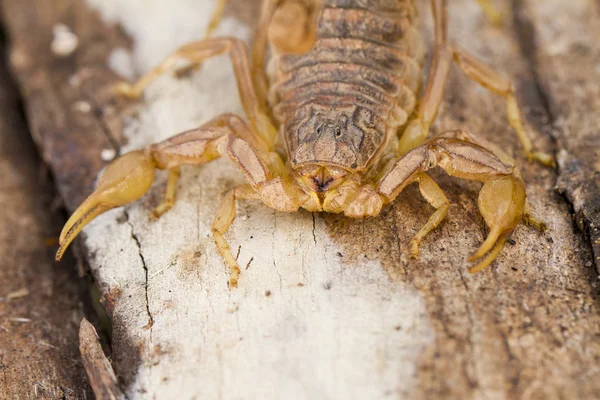 Buthus escorpião — Fotografia de Stock