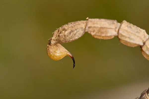 Štír škorpiona žihadlo ocas — Stock fotografie