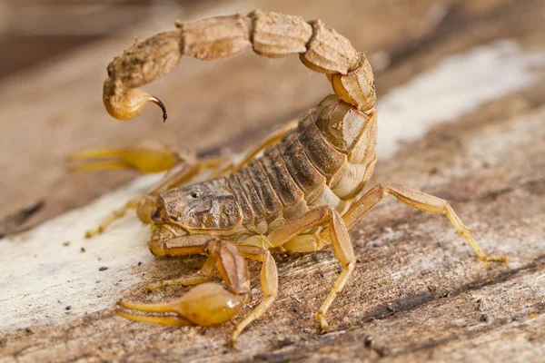 Buthus-Skorpion — Stockfoto