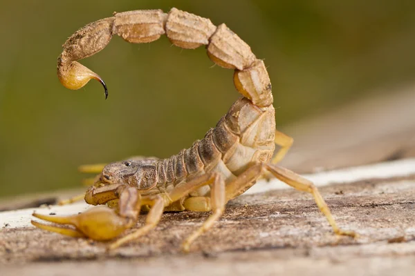 Buthus-Skorpion — Stockfoto