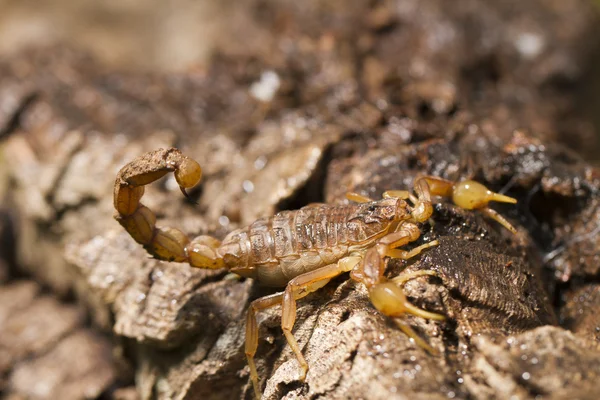 Buthus scorpion — Stock Photo, Image