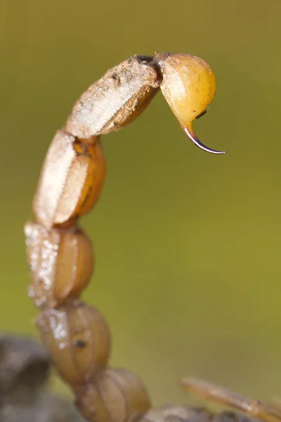 Buthus-Skorpion sticht Schwanz — Stockfoto