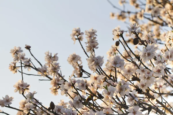 Almond tree blossoms — Stock Photo, Image