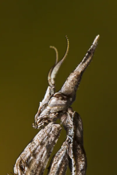 カマキリ パロ (エンプーサ pennata) — ストック写真