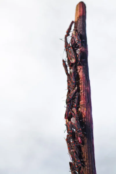 Czerwone robaki (lygaeus equestris) na zakładzie — Zdjęcie stockowe
