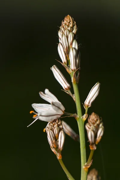 Közös asphodel virág — Stock Fotó