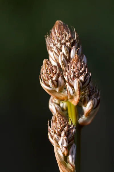 Flor de asphodel común —  Fotos de Stock