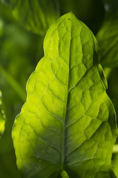 Big leaf in nature — Stock Photo, Image