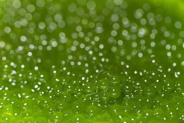 Green caviar eggs — Stock Photo, Image