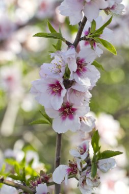 badem ağacı çiçekleri