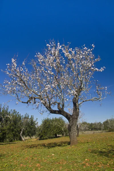 Fiori di mandorlo — Foto Stock