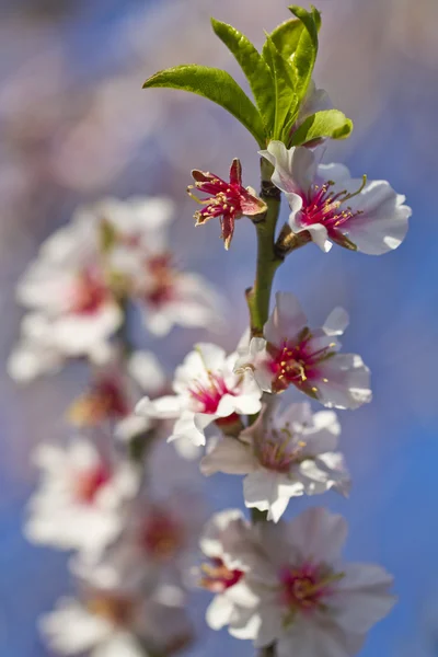 Badem ağacı çiçekleri — Stok fotoğraf