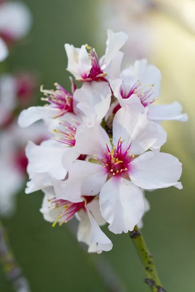 Almond tree blossoms — Stock Photo, Image
