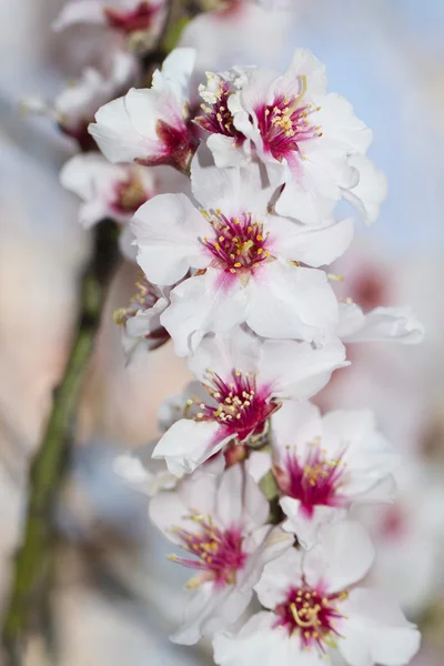 Flores de amendoeira — Fotografia de Stock