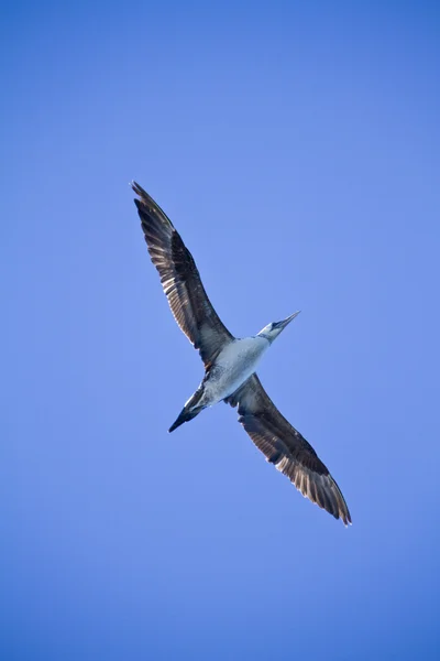 Jonge Genten vogel — Stockfoto