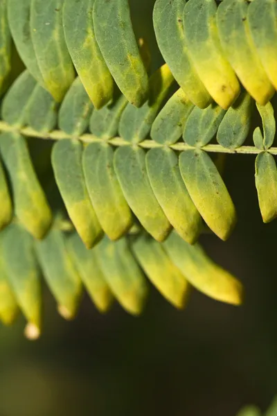 양 치 식물 — 스톡 사진