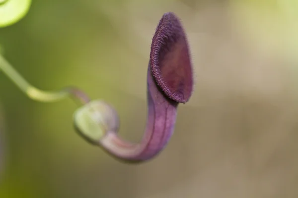 Andalusian Dutchman's Pipe (Aristolochia baetica) vine — Stock Photo, Image