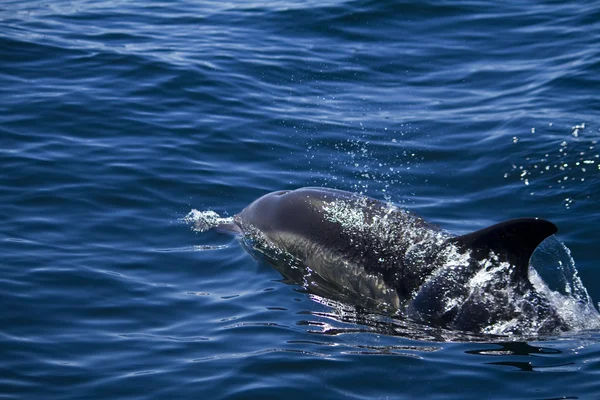 Divocí delfíni — Stock fotografie