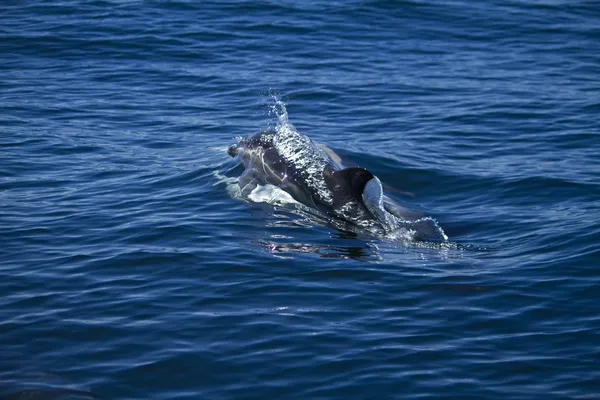 Vilde delfiner - Stock-foto