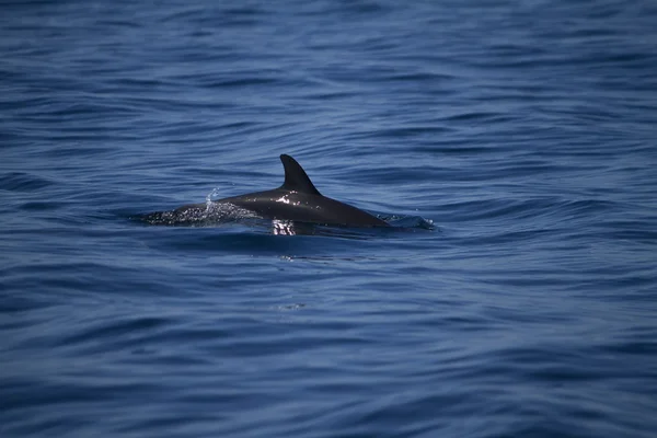 Delfines salvajes —  Fotos de Stock