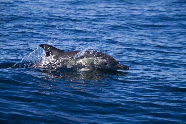 Golfinhos selvagens — Fotografia de Stock
