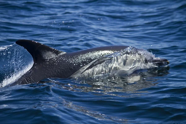 Divocí delfíni — Stock fotografie