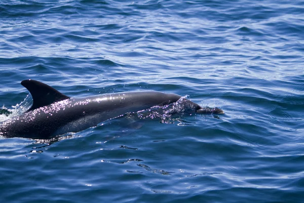 Wild dolphins — Stock Photo, Image