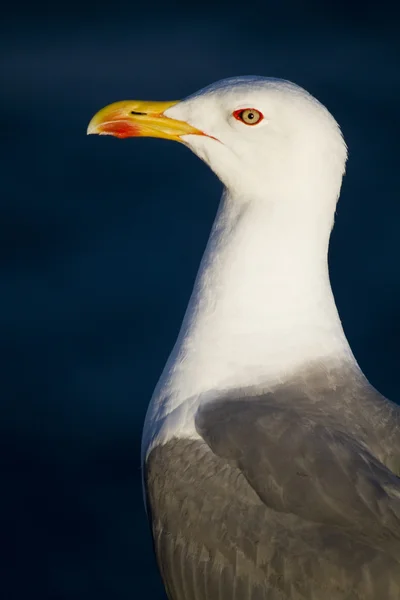 Seagull vogel — Stockfoto